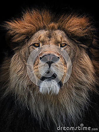 Lion Berber Stock Photo