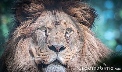 The lion of Berber predator face nad dangerous sight Stock Photo