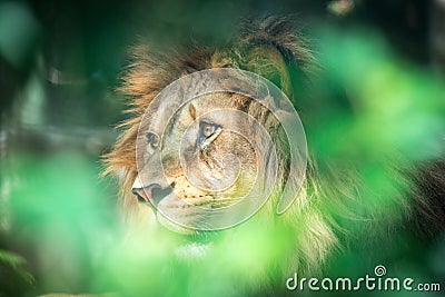 The lion of Berber predator face nad dangerous sight Stock Photo