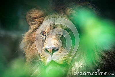 The lion of Berber predator face nad dangerous sight Stock Photo