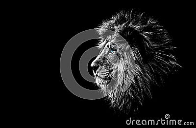 Lion in black and white Stock Photo