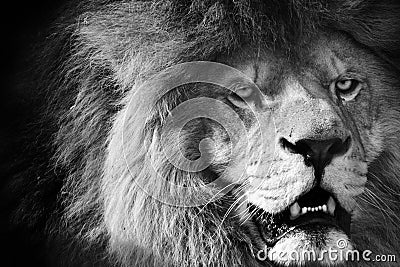 Lion black and white Editorial Stock Photo