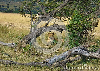 Lion busking under a tree trunk Stock Photo