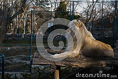 Lion in captivity - Medium Shot Editorial Stock Photo