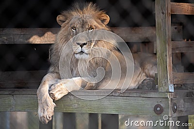 A lion in captivity Stock Photo