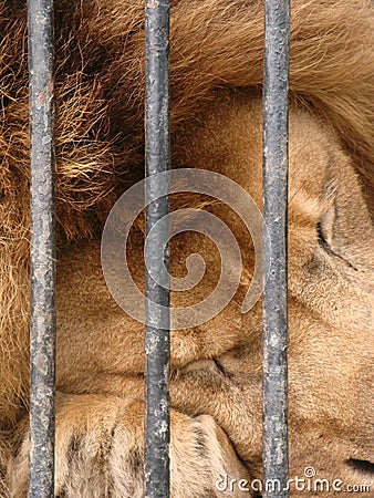 The lion in captivity in the zoo is behind bars. Power in a cage. Close-up Stock Photo