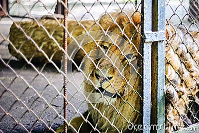 The lion in captivity in a zoo behind bars Stock Photo