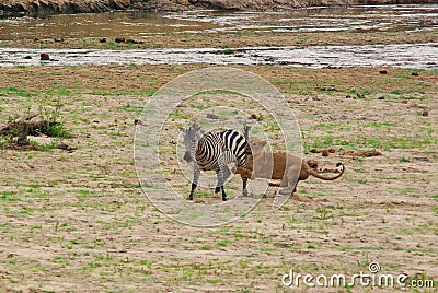 Lion catching a zebra Stock Photo