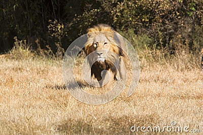 Lion on the charge Stock Photo