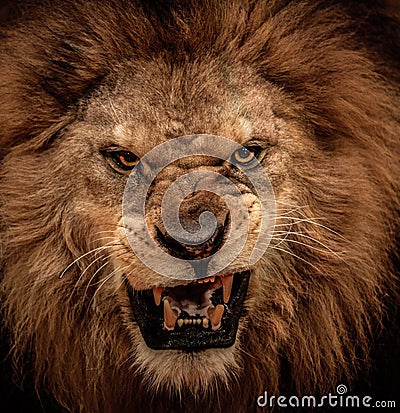 Lion in circus Stock Photo