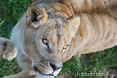 Lion. Close-up of lioness face looking up Stock Photo