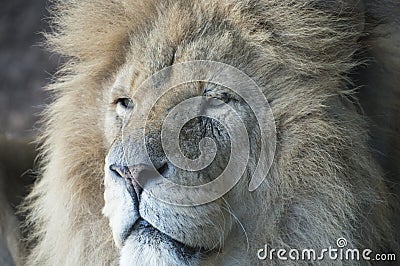 Lion close up Stock Photo