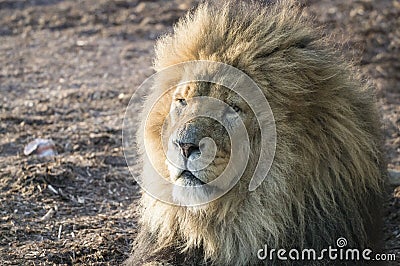 Lion Stock Photo