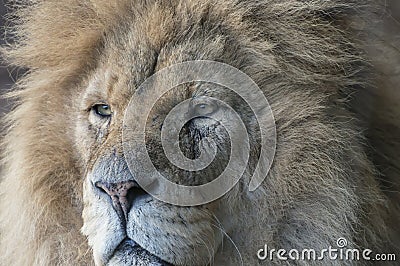 Lion Stock Photo