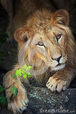 Lion close up portrait Stock Photo