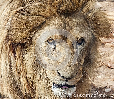 Lion close up Stock Photo