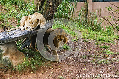 Lion Closup -in the Dehiwala National Park - Dehiwala Stock Photo