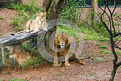 Lion Closup - in the Dehiwala National Park - Dehiwala Stock Photo