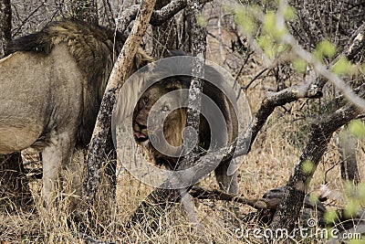 Coalition Two Males Lions head-butting. Stock Photo