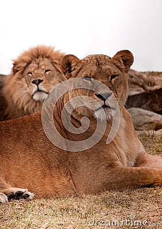 Lion couple Stock Photo