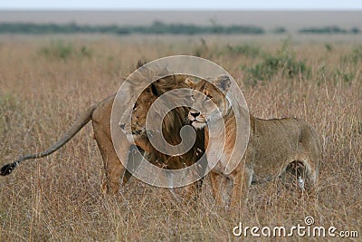 Lion couple Stock Photo