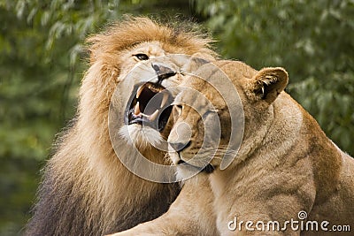 Lion couple Stock Photo