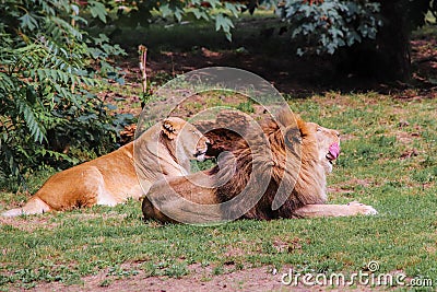 Lion couple dozing together Stock Photo