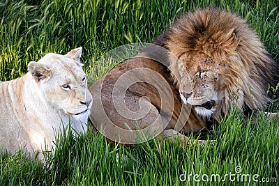 The lion couple relaxing on the grass Stock Photo