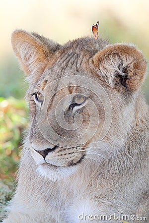 Lion cub Stock Photo