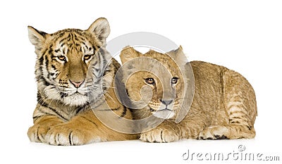 Lion Cub (5 months) and tiger cub (5 months) Stock Photo