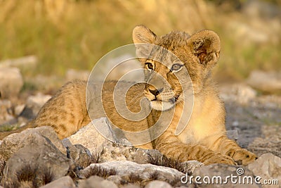 Lion cub Stock Photo