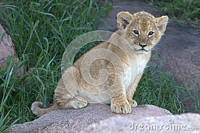 Lion Cub hiding in grass on the Serengeti Stock Photo