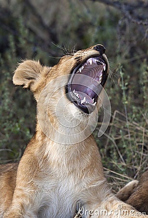 Lion cub - Savuti - Botswana Stock Photo