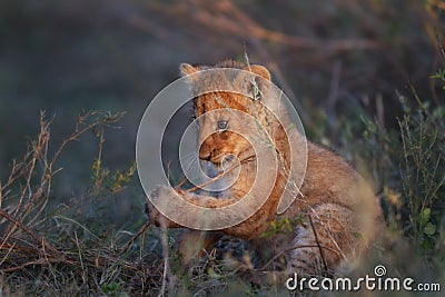 Lion cub, Serengeti Stock Photo