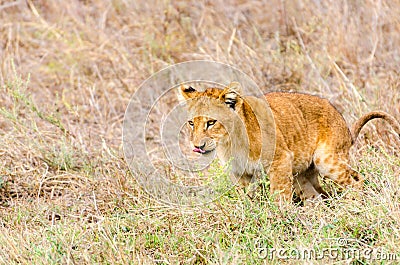 Lion Cub, Serengeti National Park Stock Photo