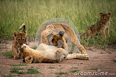 Lion cub sits watching three others fighting Stock Photo