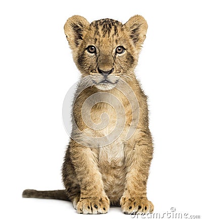 Lion cub sitting, looking at the camera, 10 weeks old, isolated Stock Photo