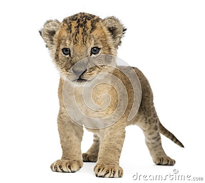 Lion cub standing, 16 days old, isolated Stock Photo