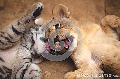 Lion cub and tiger cub play lying on the floor Stock Photo