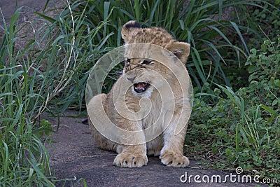Lion Cub, tough and hiding in grass on the Serengeti Stock Photo