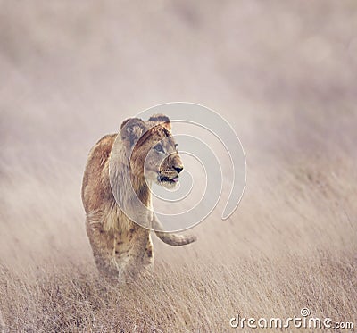 Lion Cub Stock Photo