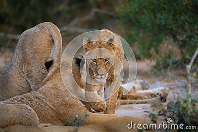 A lion cub walking past the rest of the pride towards the camera. Stock Photo