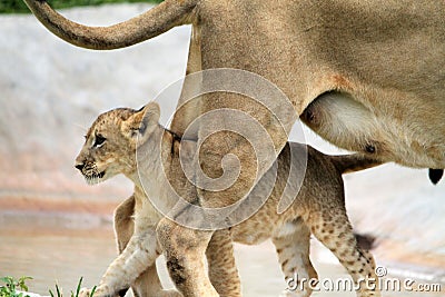 Lion cub walking under mother Stock Photo