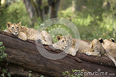 Lion cubs Stock Photo