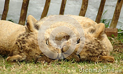 Lion cubs Stock Photo