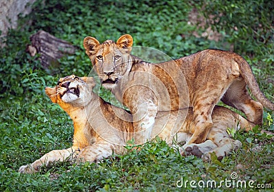 Lion cubs cute. Stock Photo