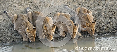Lion cubs drinking water Stock Photo