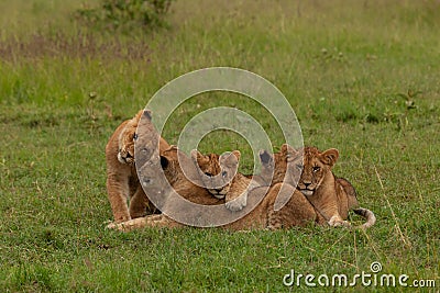 Lion cubs in the grass Stock Photo