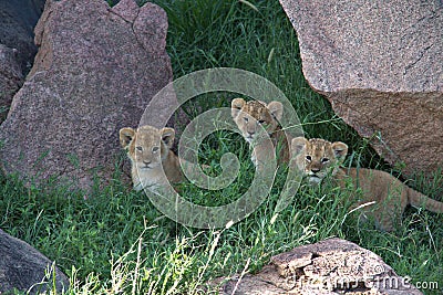 Lion Cubs hiding in grass and a rock Kopi on the Serengeti Stock Photo