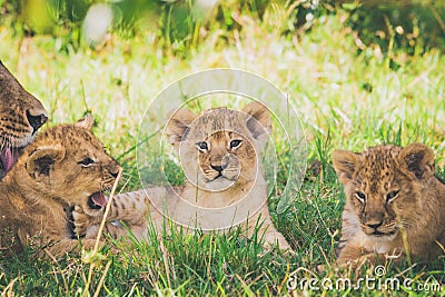 Lion cubs are relaxing in the bushes, lioness are washing her baby. Stock Photo